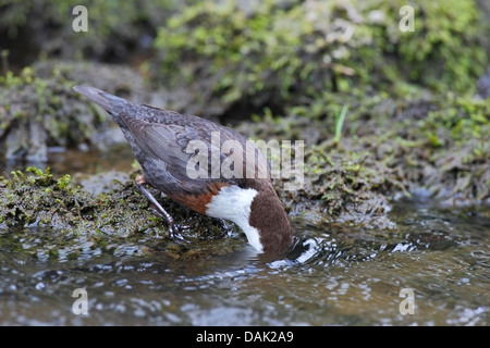 weiße-throated Wasseramseln (Cinclus Cinclus) Erwachsenen Fütterung mit Kopf im Wasser im Bach, Derbyshire, England, Vereinigtes Königreich, Europa Stockfoto