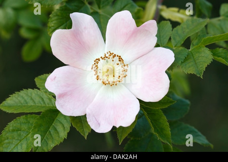 Hundsrose (Rosa Canina) Blume, Norfolk, England, Vereinigtes Königreich, Europa Stockfoto