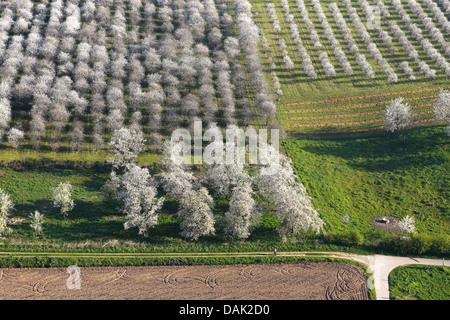 Obstgarten mit Kirschbäumen, Birnbäume und Apfelbäume, Belgien Stockfoto
