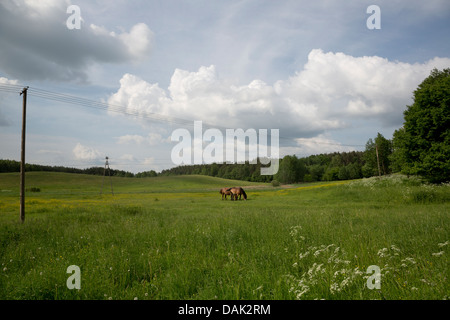 Pferde grasen auf der Wiese, Polen. Stockfoto