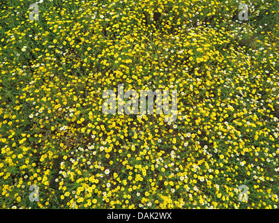 Krone, Daisy, Garland Chrysantheme (Chrysanthemum Coronarium), Luftaufnahme von einer Blumenwiese, Spanien, Balearen, Mallorca Stockfoto