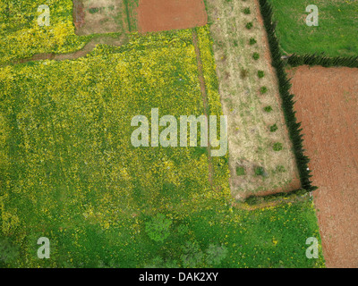 Luftaufnahme einer Kulturlandschaft mit Blumenwiese, Felder, Mandelbäume und Reihe von Zypressen, Spanien, Balearen, Mallorca Stockfoto