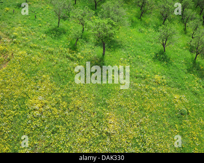 Luftaufnahme einer Kulturlandschaft mit Blume Wiese und Mandel, Spanien, Balearen, Mallorca Stockfoto