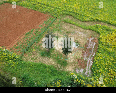 Crown Daisy, Garland Chrysantheme (Chrysanthemum Coronarium), Luftaufnahme der Kulturlandschaft mit bewässerten Felder und Oliven, Spanien, Balearen, Mallorca Stockfoto