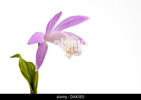 Taiwan Pleione vor weißem Hintergrund, Nahaufnahme Stockfoto