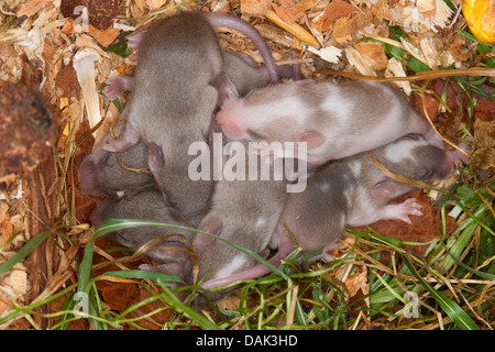 Ausgefallene Maus (Mus Musculus F. Domestica), junge Mäuse im nest Stockfoto