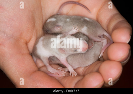 Ausgefallene Maus (Mus Musculus F. Domestica), junge Mäuse in der hand Stockfoto