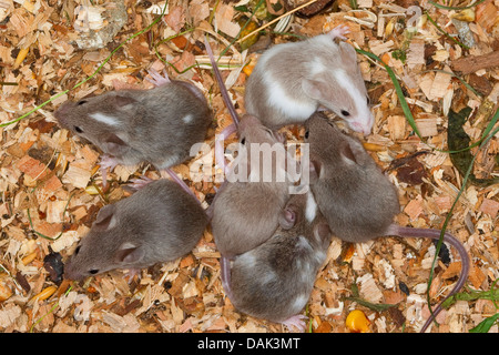 Ausgefallene Maus (Mus Musculus F. Domestica), junge Mäuse im nest Stockfoto