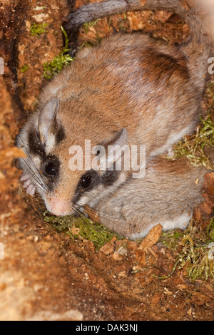 Gartenschläfer (Eliomys Quercinus), in seine Baumhöhle, Deutschland Stockfoto