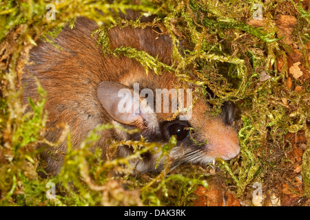 Gartenschläfer (Eliomys Quercinus), in seine Baumhöhle, Deutschland Stockfoto