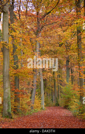 Rotbuche (Fagus Sylvatica), Weg durch einen Buchenwald im Herbst, Deutschland Stockfoto