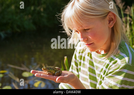 Europäische essbare Frosch, essbare Grasfrosch (Rana kl. Esculenta, Rana Esculenta, außer Esculentus), junge mit einem essbaren Frosch in der Hand, Deutschland Stockfoto