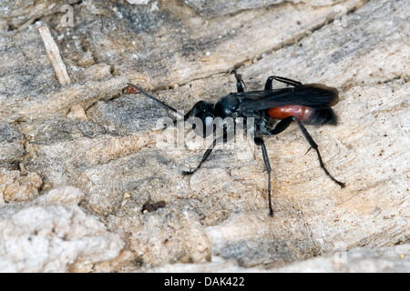 Spinne-Jagd Wespe (Arachnospila spec,.), auf Rinde, Deutschland Stockfoto