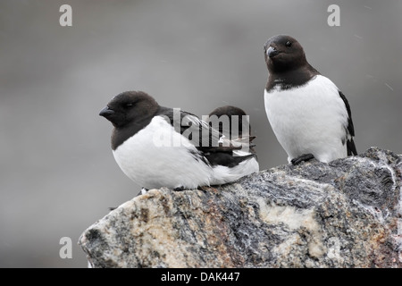 Uuk (Alle Alle) Grüppchen auf Felsen im Regen, Fulglesongen, Arktis, Spitzbergen, Svalbard Stockfoto