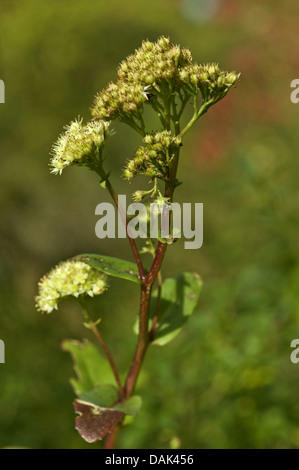 Fetthenne, Liveforever, Walde, indigen, Hexe Geldsäcke (Sedum Maximum), blühen, Deutschland, BG Ffm Stockfoto