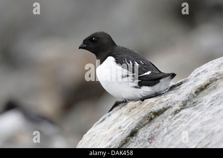 Little Auk (Alle Alle) Alleinstehenden auf Felsen im Regen, Fulglesongen, Arktis, Spitzbergen, Svalbard Stockfoto