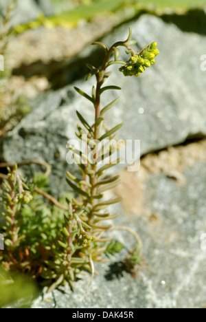 aufgebogen Fetthenne, Stein indigen, krumm, gelber Mauerpfeffer, Jennys Fetthenne (Sedum Rupestre, Sedum Reflexum), Blütenstand im Keim zu ersticken, Deutschland Stockfoto