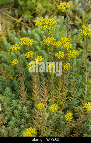 zurückgebogen, Mauerpfeffer, Stein indigen, krumme gelbe Fetthenne, Jennys Fetthenne (Sedum Rupestre, Sedum Reflexum), blühen, Deutschland Stockfoto