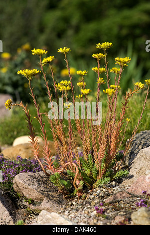 zurückgebogen, Mauerpfeffer, Stein indigen, krumme gelbe Fetthenne, Jennys Fetthenne (Sedum Rupestre, Sedum Reflexum), blühen, Deutschland Stockfoto