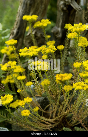 zurückgebogen, Mauerpfeffer, Stein indigen, krumme gelbe Fetthenne, Jennys Fetthenne (Sedum Rupestre, Sedum Reflexum), blühen, Deutschland Stockfoto