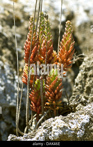 Blasse Fetthenne (Sedum Sediforme), Portugal Stockfoto