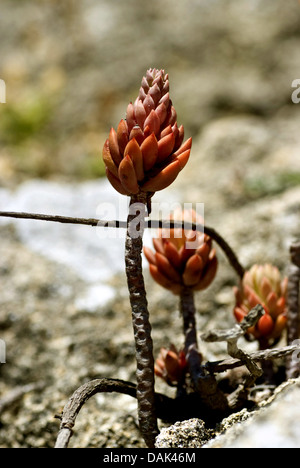 Blasse Fetthenne (Sedum Sediforme), Portugal Stockfoto