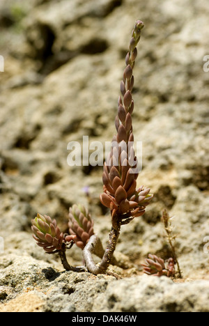 Blasse Fetthenne (Sedum Sediforme), Portugal Stockfoto