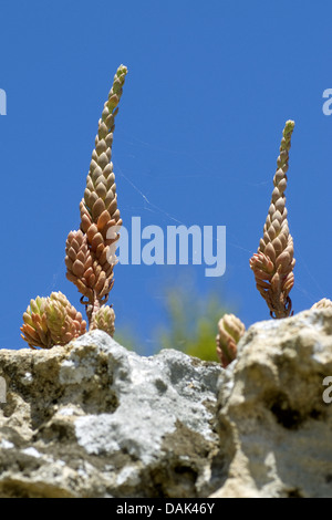 Blasse Fetthenne (Sedum Sediforme), Portugal Stockfoto