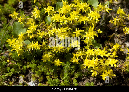 geschmacklos Fetthenne, geschmacklos gelber Mauerpfeffer, Sechseck Fetthenne (Sedum Sexangulare), blühen, Deutschland Stockfoto