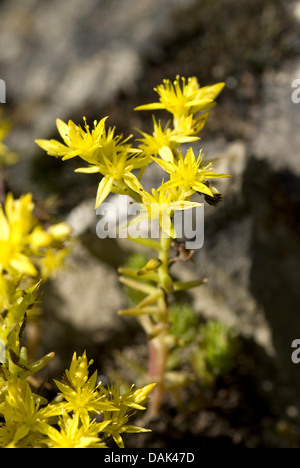 geschmacklos Fetthenne, geschmacklos gelber Mauerpfeffer, Sechseck Fetthenne (Sedum Sexangulare), blühen, Deutschland Stockfoto