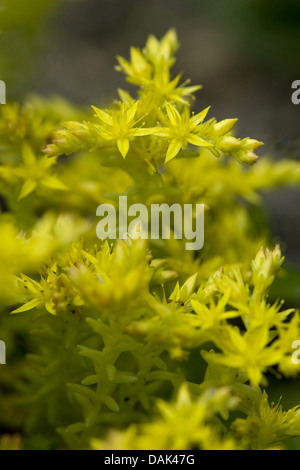 geschmacklos Fetthenne, geschmacklos gelber Mauerpfeffer, Sechseck Fetthenne (Sedum Sexangulare), blühen, Deutschland Stockfoto