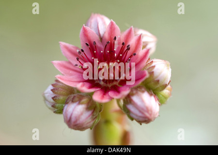 Spinnennetz-Hauslauch, Spinnweben-Hauswurz (Sempervivum Arachnoideum, Sedum Arachnoideum), Blume Stockfoto