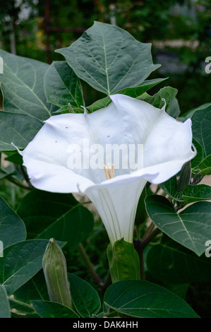 Moonflower (Datura Wrightii) Stockfoto