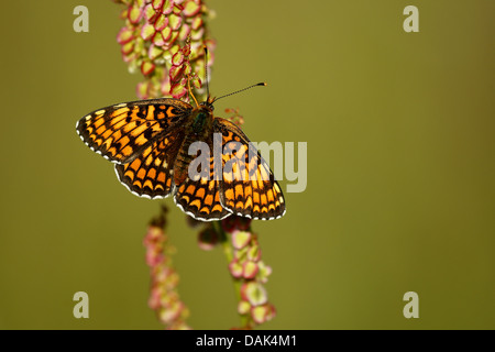 Flockenblume Fritillary (Melitaea Phoebe), Anlage, Frankreich Stockfoto