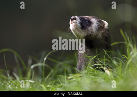 Europäischer Iltis (Mustela Putorius), Porträt, Belgien Stockfoto