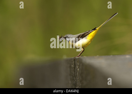 Gebirgsstelze (Motacilla Cinerea), mit Beute in Rechnung, Belgien Stockfoto