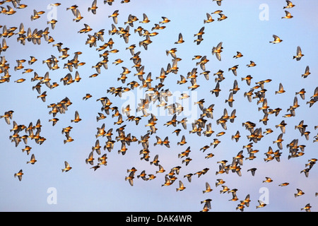 Hänfling (Zuchtjahr Cannabina, Acanthis Cannabina), fliegende Herde, Belgien Stockfoto