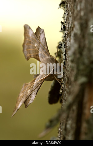 Pappel Hawkmoth (Laothoe Populi), auf Rinde, Belgien Stockfoto