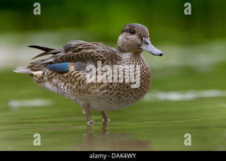 Grün – geflügelte Krickente (Anas Vogelarten), weibliche stehen im flachen Wasser, Belgien Stockfoto