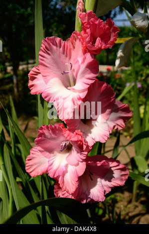 rote und weiße Gladiolen im Garten Stockfoto