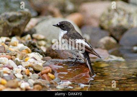 Trauerschnäpper Fliegenschnäpper (Ficedula Hypoleuca), männliche in Bach, Deutschland, Mecklenburg-Vorpommern Stockfoto