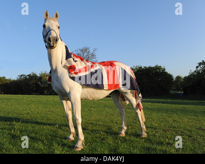 Ein weißes Pferd trägt eine Vintage Union Jack-Flagge. Stockfoto