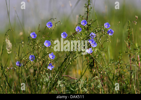 Asiatische Flachs (Linum Austriacum), blühen in einer Wiese, Österreich, Apethlon Stockfoto