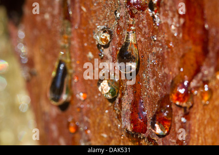 Föhre, Kiefer (Pinus Sylvestris), Tropfen Harz auf die Verwundeten Kiefer, Deutschland, Mecklenburg-Vorpommern, Farenholzer Holz Stockfoto