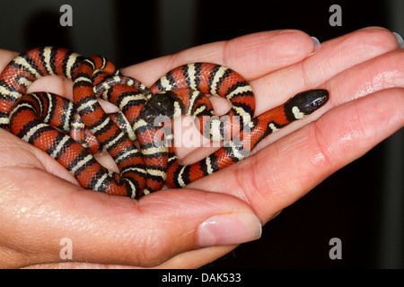 Milch Schlange, östlichen Milch Schlange (Lampropeltis Triangulum) geschlüpft neu Stockfoto