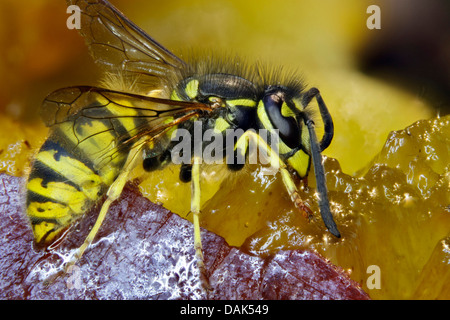 gemeinsamen Wespe (Vespula Vulgaris, Paravespula Vulgaris), ernähren sich von Pflaume, Deutschland, Mecklenburg-Vorpommern Stockfoto