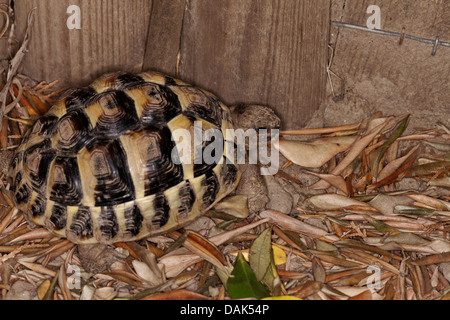 Hermanns Schildkröte Testudo Hermanni, Eischwiele Stockfoto