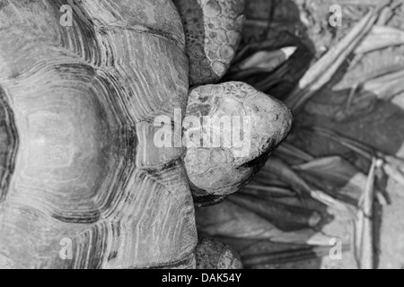 Hermanns Schildkröte Testudo Hermanni, Eischwiele Stockfoto