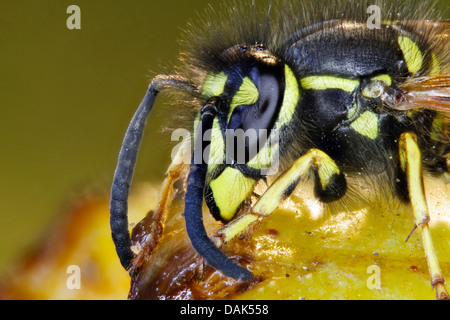 gemeinsamen Wespe (Vespula Vulgaris, Paravespula Vulgaris), ernähren sich von Pflaume, Deutschland, Mecklenburg-Vorpommern Stockfoto