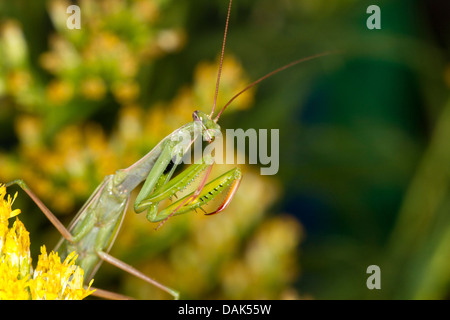 Europäische Jagd Gottesanbeterin (Mantis Religiosa), Männlich, Klettern, Italien Stockfoto